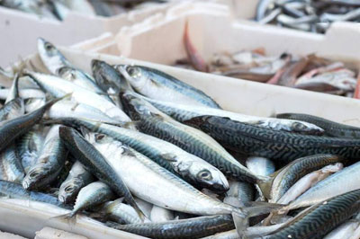 秋刀魚泡沫包裝