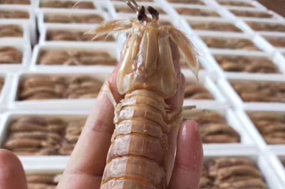 皮皮蝦泡沫包裝